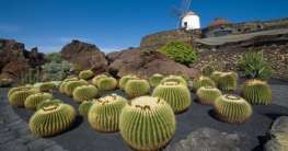 Kaktus Garten auf Lanzarote