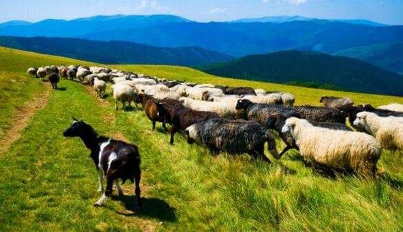 Schafe in der Tierra de Cameros