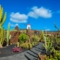 Kaktus Garten auf Lanzarote